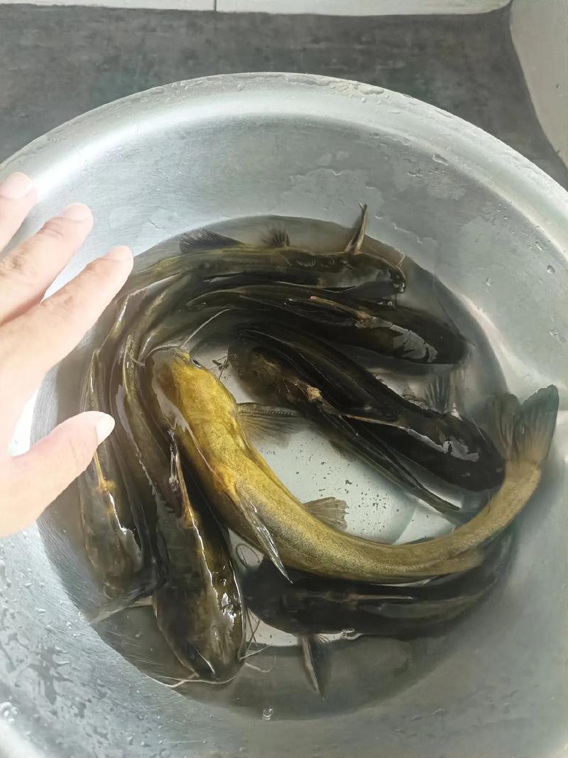 资深钓手十日精心备货，野生黄辣丁如何游上市民餐桌？